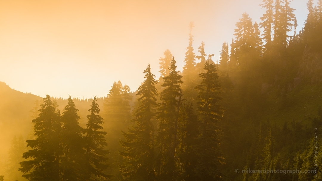 Northwest Aerial Photography Sunlit Trees at Dawn.jpg