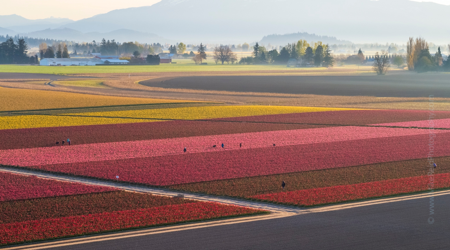Over the Skagit Valley Colorful Tulip Fields