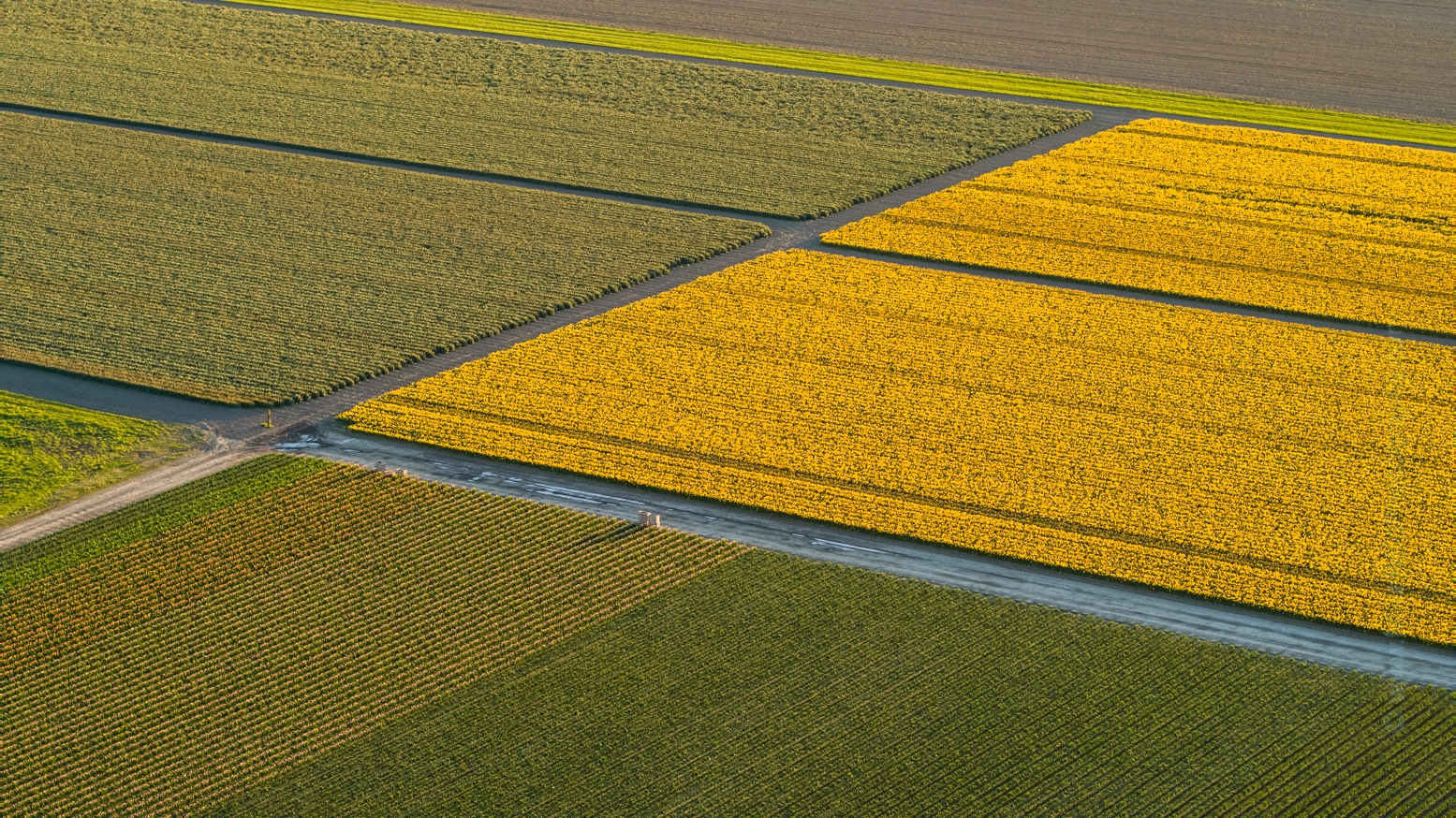 Over the Skagit Valley Daffodil Fields Abstract Light