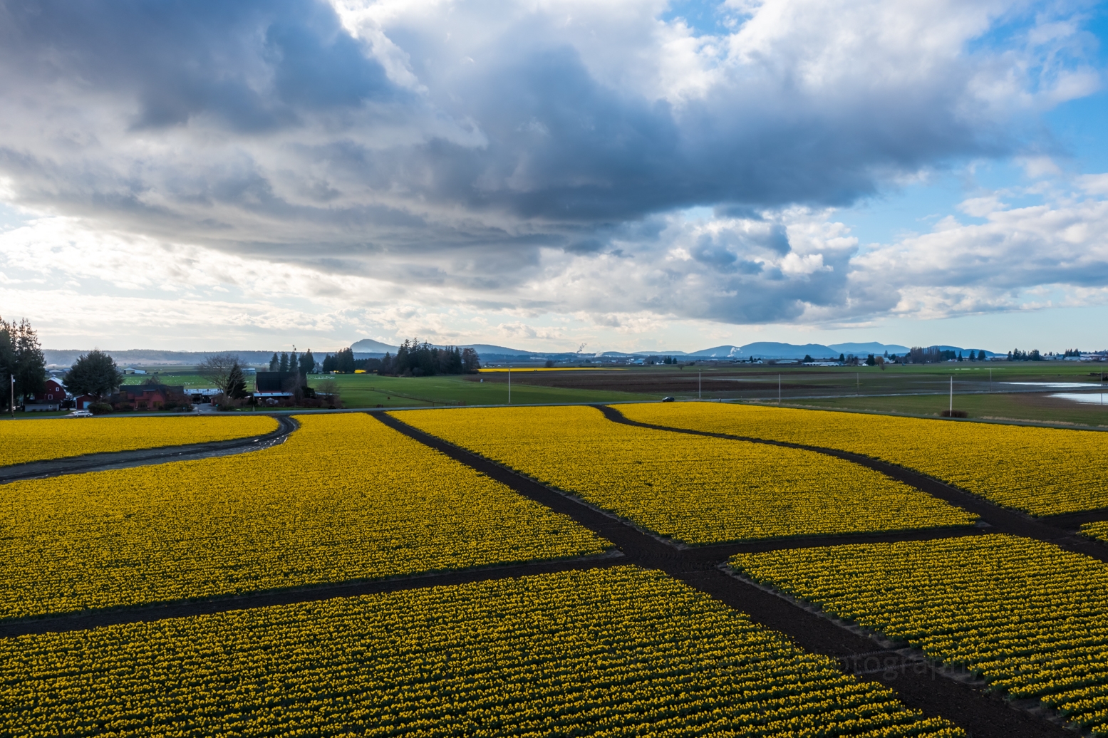 Over the Skagit Valley Daffodil Fields Abstract