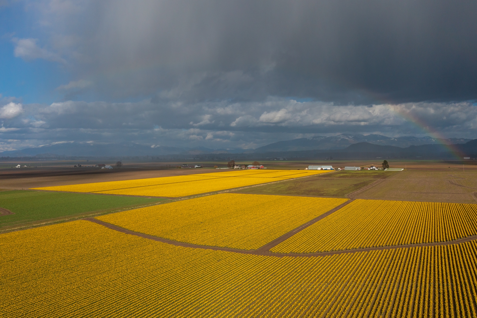 Over the Skagit Valley Daffodil Fields and Clouds