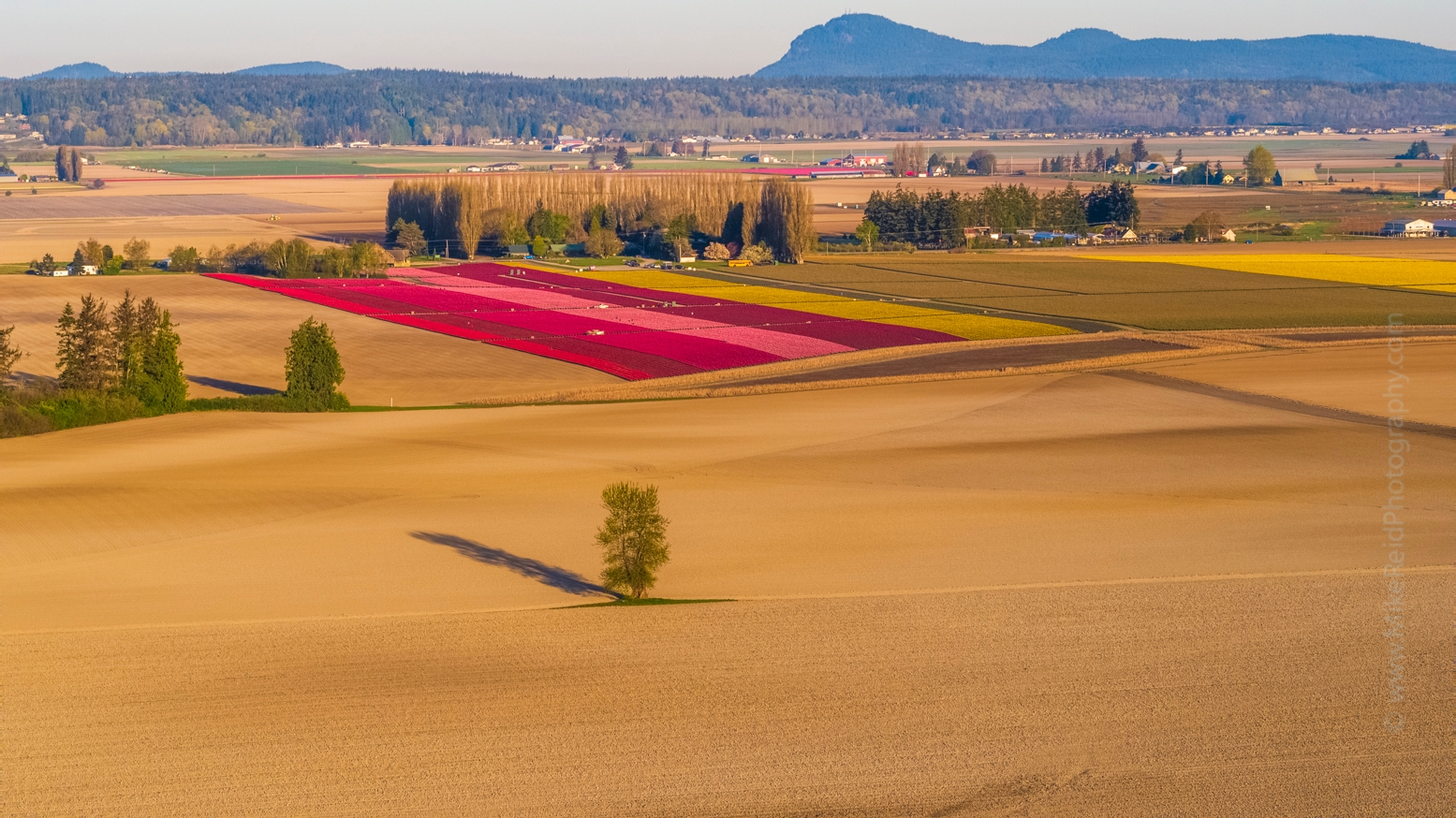 Over the Skagit Valley Solitary Tree and Tulip Fields