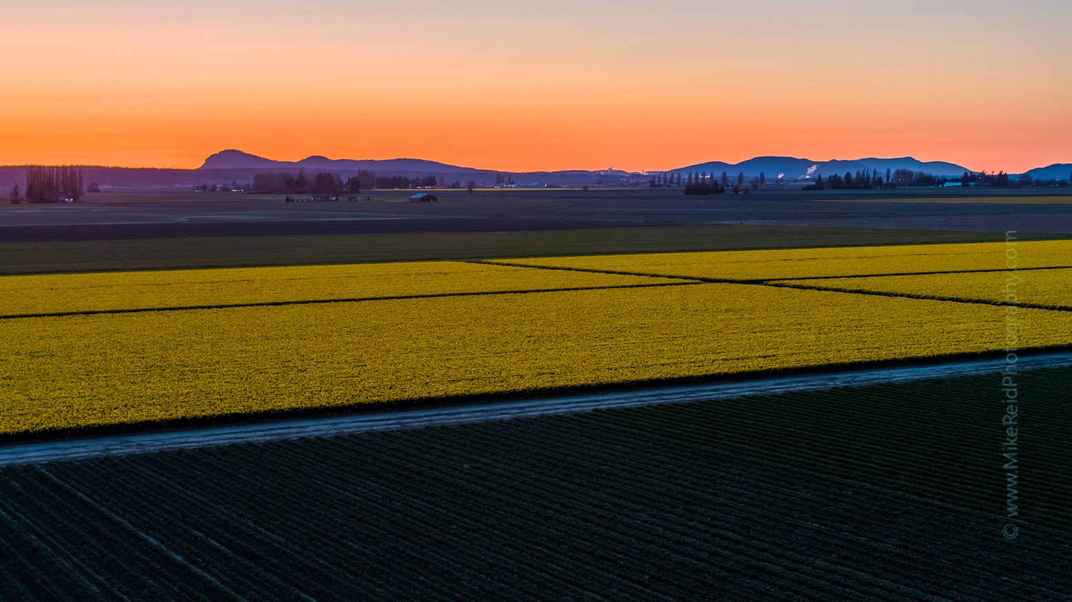 Over the Skagit Valley Sunset Above the Daffodils