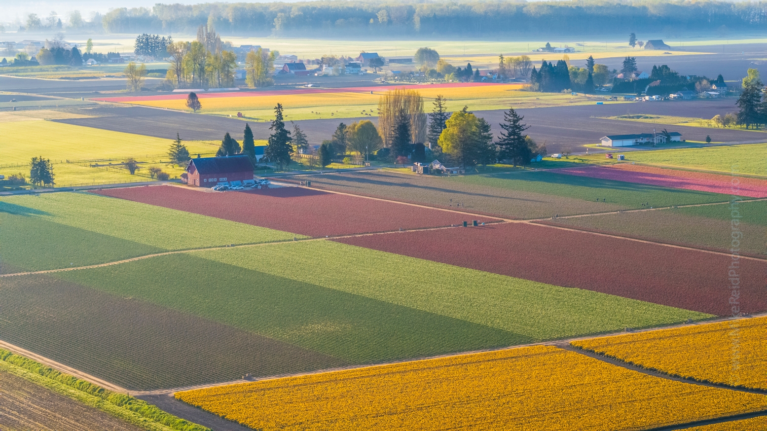 Over the Skagit Valley Tulip and Daffodil Fields