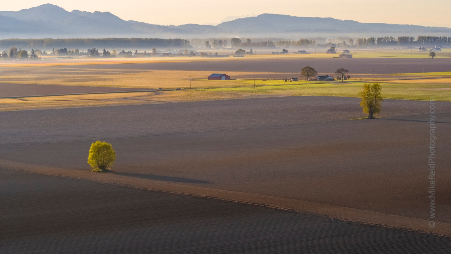 Over the Skagit Valley Two Trees at Dawn