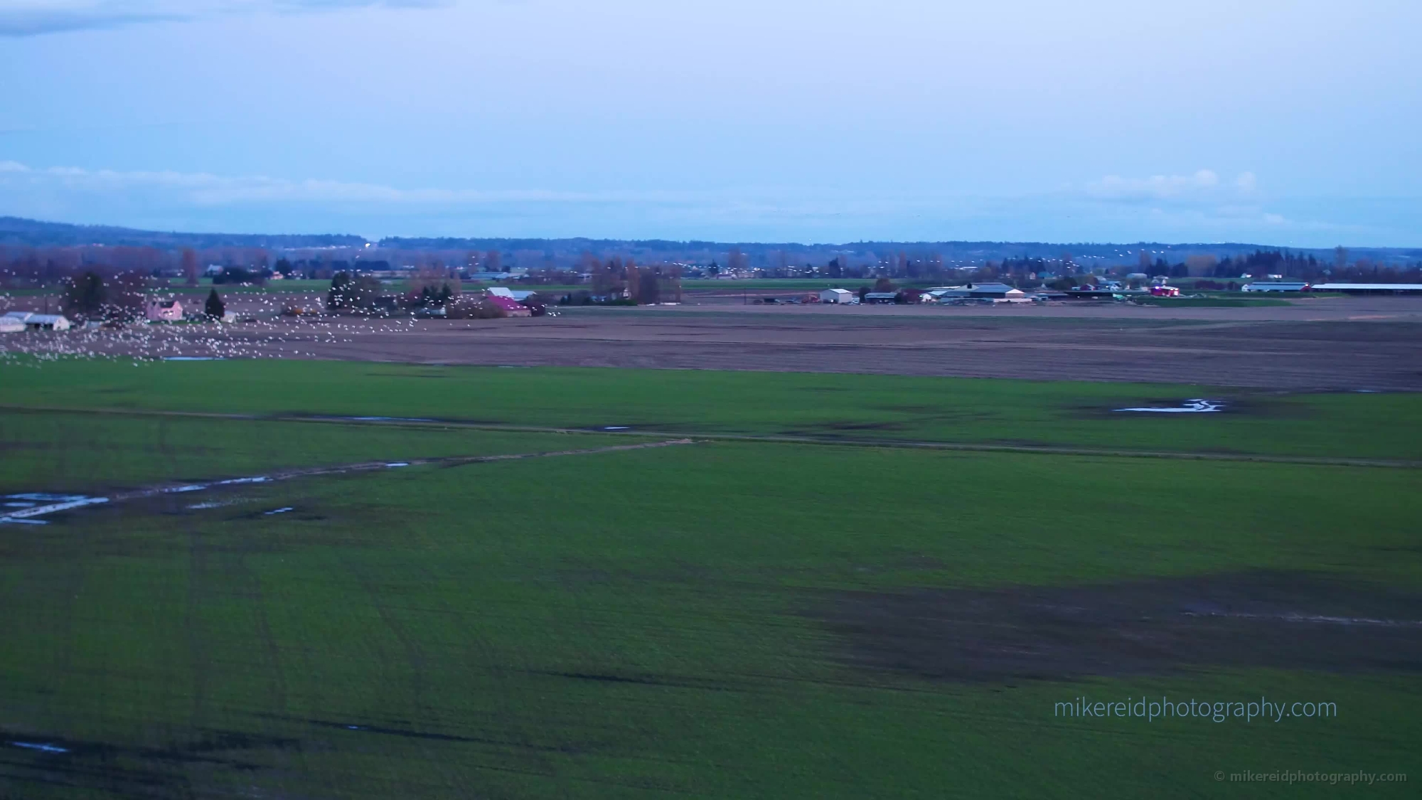 Skagit Snow Geese Swarming Drone Video