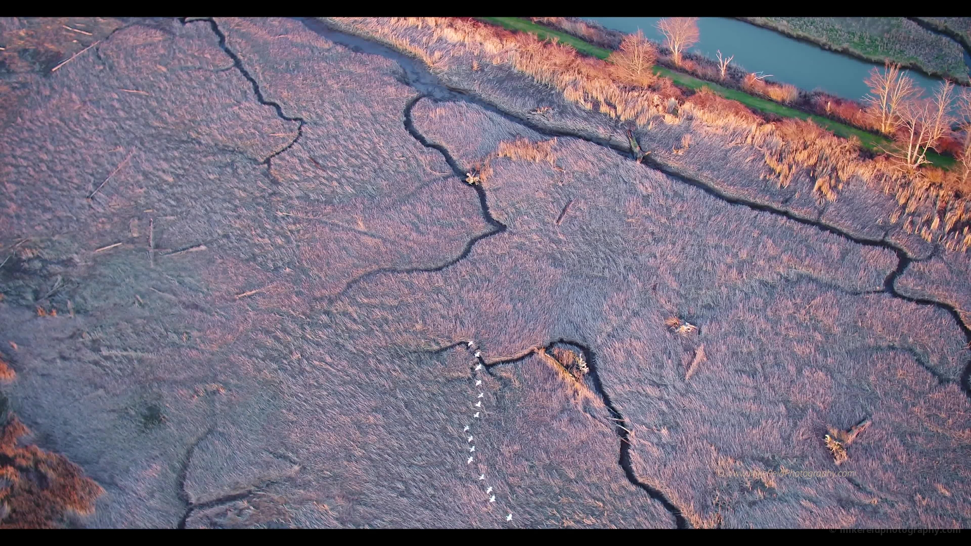 Skagit Video Over a Formation of Birds Estuary