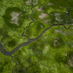 Northwest Aerial Photography Green Tideflats Rivers Wandering.jpg