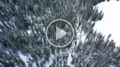 Over Northwest Trees and a Snowy Creek.mp4