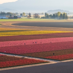 Over the Skagit Valley Colorful Tulip Fields.jpg