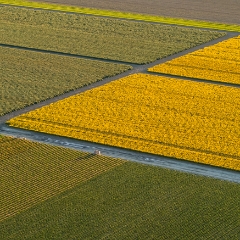 Over the Skagit Valley Daffodil Fields Abstract Light To order a print please email me at  Mike Reid Photography : northwest, washington, Mount rainier, Mount Baker, aerial, drone, drone photography, dji, dji inspire, seattle aerial photography, northwest aerial photography, Skagit, Washington state, landscape photograpy, aerial photography