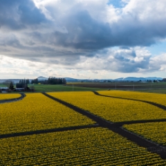 Over the Skagit Valley Daffodil Fields Abstract To order a print please email me at  Mike Reid Photography : northwest, washington, Mount rainier, Mount Baker, aerial, drone, drone photography, dji, dji inspire, seattle aerial photography, northwest aerial photography, Skagit, Washington state, landscape photograpy, aerial photography