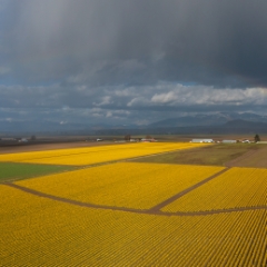 Over the Skagit Valley Daffodil Fields and Clouds.jpg