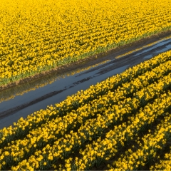 Over the Skagit Valley Daffodil Rows and Reflections.jpg