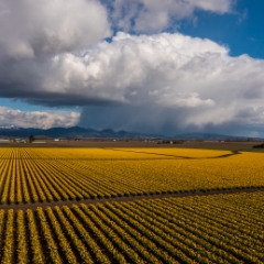 Over the Skagit Valley Daffodils Storm Clouds To order a print please email me at  Mike Reid Photography : northwest, washington, Mount rainier, Mount Baker, aerial, drone, drone photography, dji, dji inspire, seattle aerial photography, northwest aerial photography, Skagit, Washington state, landscape photograpy, aerial photography