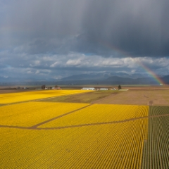 Over the Skagit Valley Daffodils and a Rainbow To order a print please email me at  Mike Reid Photography : northwest, washington, Mount rainier, Mount Baker, aerial, drone, drone photography, dji, dji inspire, seattle aerial photography, northwest aerial photography, Skagit, Washington state, landscape photograpy, aerial photography