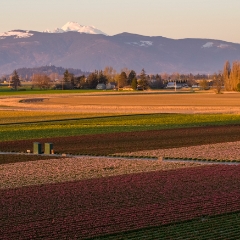 Over the Skagit Valley Dusk Tulip Fields To order a print please email me at  Mike Reid Photography : northwest, washington, Mount rainier, Mount Baker, aerial, drone, drone photography, dji, dji inspire, seattle aerial photography, northwest aerial photography, Skagit, Washington state, landscape photograpy, aerial photography