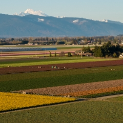 Over the Skagit Valley Flower Fields To order a print please email me at  Mike Reid Photography : northwest, washington, Mount rainier, Mount Baker, aerial, drone, drone photography, dji, dji inspire, seattle aerial photography, northwest aerial photography, Skagit, Washington state, landscape photograpy, aerial photography