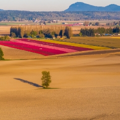 Over the Skagit Valley Solitary Tree and Tulip Fields To order a print please email me at  Mike Reid Photography : northwest, washington, Mount rainier, Mount Baker, aerial, drone, drone photography, dji, dji inspire, seattle aerial photography, northwest aerial photography, Skagit, Washington state, landscape photograpy, aerial photography