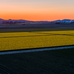 Over the Skagit Valley Sunset Above the Daffodils.jpg