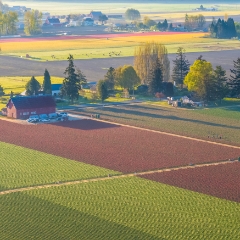 Over the Skagit Valley Tulip Fields Morning Light To order a print please email me at  Mike Reid Photography : northwest, washington, Mount rainier, Mount Baker, aerial, drone, drone photography, dji, dji inspire, seattle aerial photography, northwest aerial photography, Skagit, Washington state, landscape photograpy, aerial photography