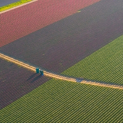 Over the Skagit Valley Tulip Fields Patterns To order a print please email me at  Mike Reid Photography : northwest, washington, Mount rainier, Mount Baker, aerial, drone, drone photography, dji, dji inspire, seattle aerial photography, northwest aerial photography, Skagit, Washington state, landscape photograpy, aerial photography