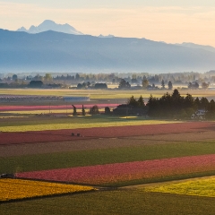 Over the Skagit Valley Tulip Fields and Mount Baker To order a print please email me at  Mike Reid Photography : northwest, washington, Mount rainier, Mount Baker, aerial, drone, drone photography, dji, dji inspire, seattle aerial photography, northwest aerial photography, Skagit, Washington state, landscape photograpy, aerial photography
