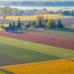 Over the Skagit Valley Tulip and Daffodil Fields To order a print please email me at  Mike Reid Photography : northwest, washington, Mount rainier, Mount Baker, aerial, drone, drone photography, dji, dji inspire, seattle aerial photography, northwest aerial photography, Skagit, Washington state, landscape photograpy, aerial photography