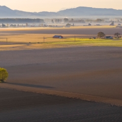 Over the Skagit Valley Two Trees at Dawn To order a print please email me at  Mike Reid Photography : northwest, washington, Mount rainier, Mount Baker, aerial, drone, drone photography, dji, dji inspire, seattle aerial photography, northwest aerial photography, Skagit, Washington state, landscape photograpy, aerial photography