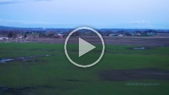 Skagit Snow Geese Swarming Drone Video.mp4