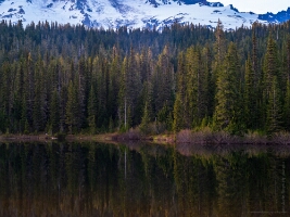 Mount Rainier Photography Treeline Reflection.jpg
