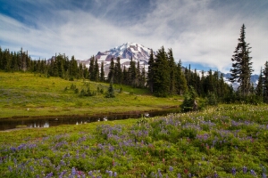 Spray Park Lupine Wildflowers
