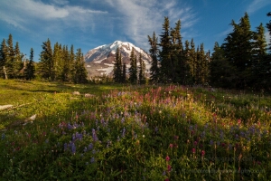Spray Park Wildflowers