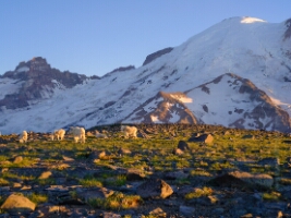 Mount Rainier Photography Goats Grazing.jpg Mount Rainier Sunrise Side Photography. Open a relatively short season each year, many consider this side of the Park to be the best hiking and views. Hopefully...