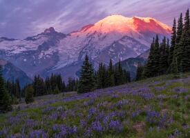 Mount Rainier Photography Morning Alpenglow Meadows.jpg Mount Rainier Sunrise Side Photography. Open a relatively short season each year, many consider this side of the Park to be the best hiking and views. Hopefully...