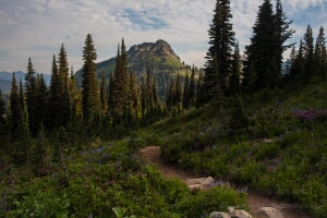 Back to the Trailhead Tipsoo Back to the Trailhead Tipsoo