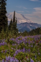 Naches Loop Lupine Naches Loop Lupine
