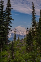 Naches Loop Wildflowers Naches Loop Wildflowers