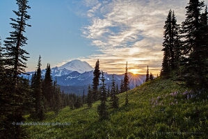 Rainier Tipsoo Wildflowers Rainier Tipsoo Wildflowers