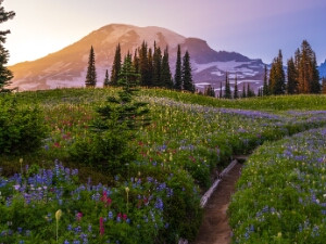 Mount Rainier Wildflowers Photography