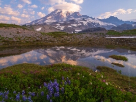 Mount Rainier Photography Reflection in a small Tarn.jpg