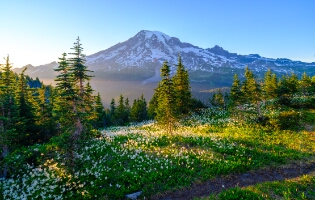 Mount Rainier Photography Sunlit Avalanche Lillies