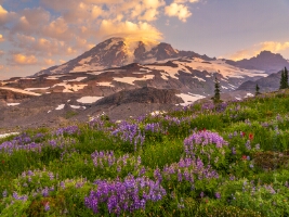 Mount Rainier Photography Sunrise Wildflowers Bunch.jpg