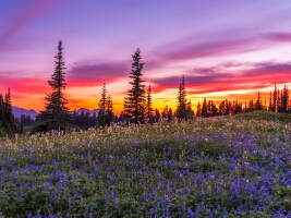 Mount Rainier Photography Sunset Flower Meadows.jpg