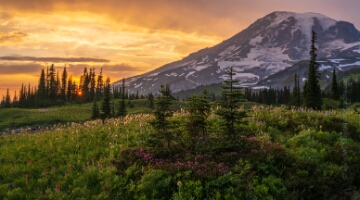 Mount Rainier Photography Wildflowers Pano Sunset.jpg