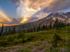 Mount Rainier Photography Wildflowers Sunset Sun Rays Light.jpg
