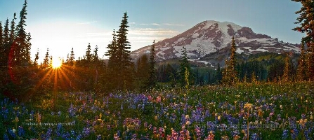 Evening Glow over Mazama Ridge Wildflower Meadows, Mount Rainier As the sun sets beyond Mazama Ridge, warm evening light washes over Mount Rainier’s wildflower meadows, where lupine, paintbrush, and beargrass glow beneath the...