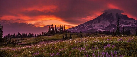 Fiery Sunset Over Mount Rainier Meadows – Panoramic Wildflower Landscape A dramatic sunset ignites the sky above Mount Rainier, casting vivid reds and purples across the alpine wildflower meadows of Paradise. This panoramic fine-art...