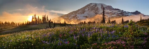 Mount Rainier Sunset over Wildflower Meadows – Zeiss 50mm Fine Art Landscape A warm sunset glows across the alpine meadows of Mount Rainier National Park, lighting fields of lupine, paintbrush, and pasqueflower beneath the snow-capped...