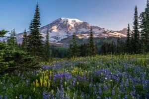 Mount Rainier Wildflower Meadows in Summer Light Brilliant wildflowers in full bloom carpet the alpine meadows beneath Mount Rainier’s snow-capped peak in this radiant summer landscape. Captured in soft...